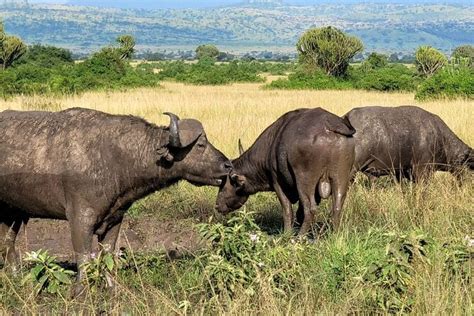 6 Days Uganda And Tanzania Safari Serengeti And Bwindi