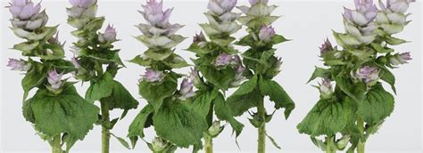 beefsteak plant flippednormals