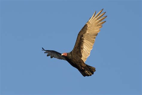 Images Gratuites La Nature Aile En Volant Faune Cerf Volant Vol