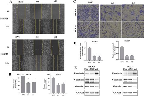 Sbf2 As1 Knockdown Promotes Gc Cell Apoptosis And Arrests Cell In G0g1 Download Scientific