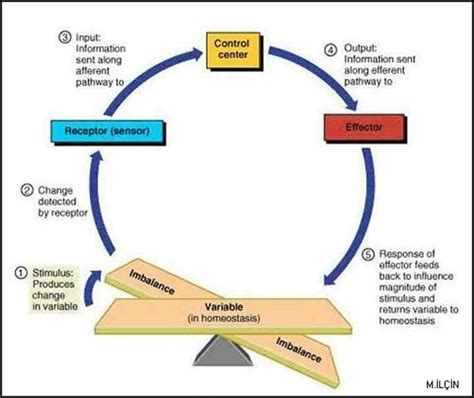 Flow Diagram Of Homeostasis Ch103 Chapter 8 Homeostasis