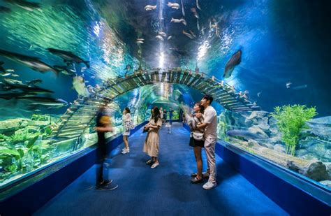 Lotte World Aquarium Hanoi Where Wonder Thrives Icm Corp