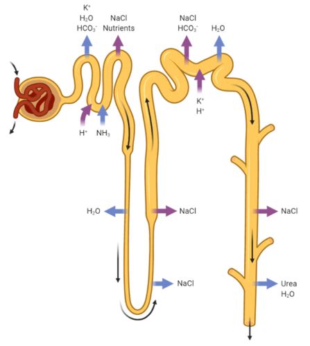 Obligatory Reabsorption And Secretion In The Pct Flashcards Quizlet