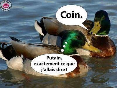 Humour De Canards