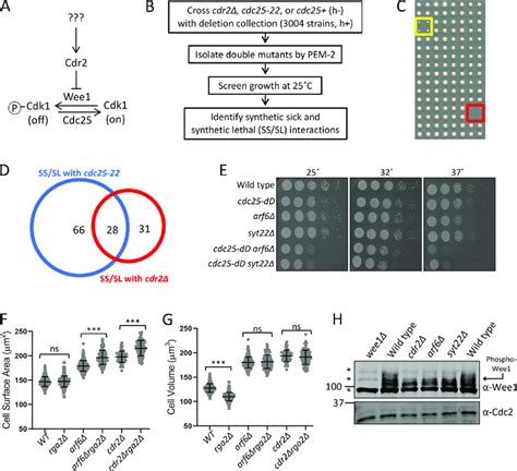 Arf6 Regulates Cell Size Through The Cdr2 Wee1 Pathway A Schematic