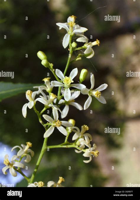 Neem Tree Flower