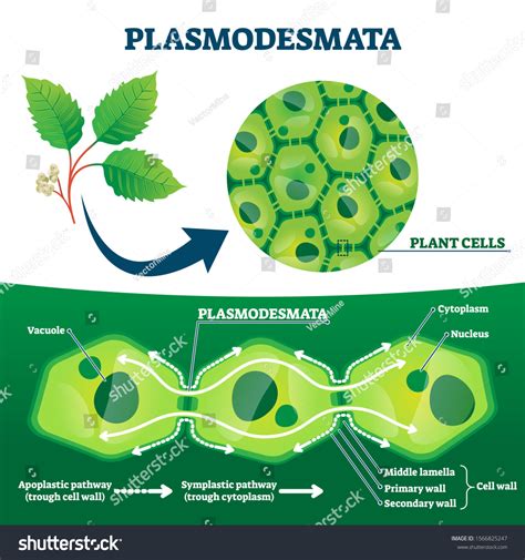 2 Symplast pathway Images, Stock Photos & Vectors | Shutterstock