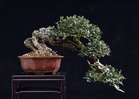 Care guide for the Olive Bonsai tree (Olea europaea) - Bonsai Empire