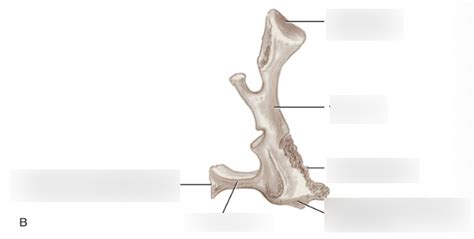 Palatine Bones I Diagram | Quizlet