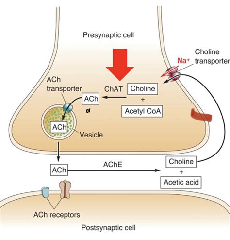 Chapter Neurotransmitter Systems Flashcards Quizlet