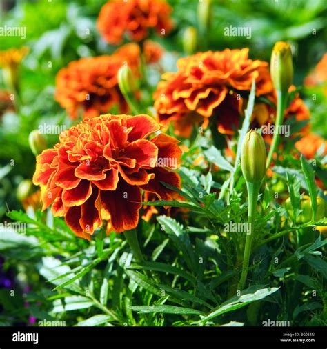 Marigolds Garden High Resolution Stock Photography And Images Alamy