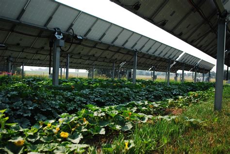 Agrivoltaic Solar Farms Offer Shocking Benefits Beyond Producing