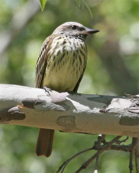 Sulphur-bellied Flycatcher | Birdspix | Flycatcher, Sulphur, Living in ...