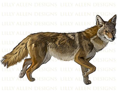 Coyote Illustration