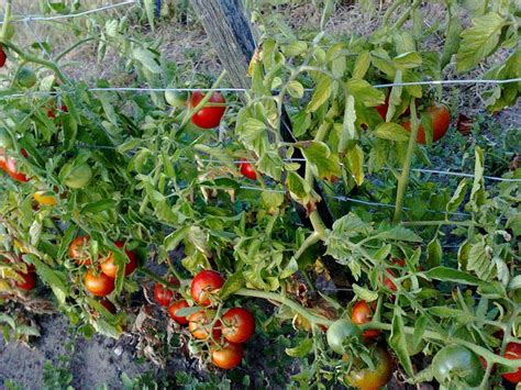 Tomate Conseils De Culture Et Plantation