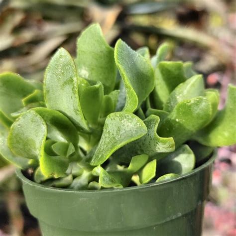 4 Inch Crassula Undulata Cactus Jungle