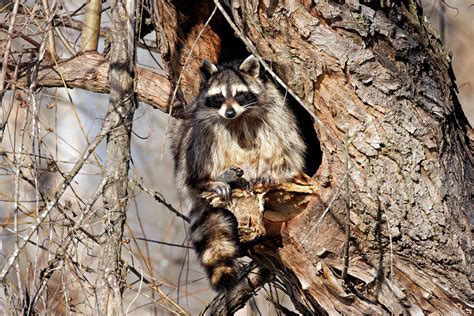 Raccoon Sequoyah National Wildlife Refuge Oklahoma Steve Flickr