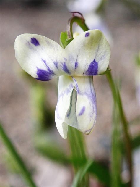 Viola odorata White by Lingha on DeviantArt