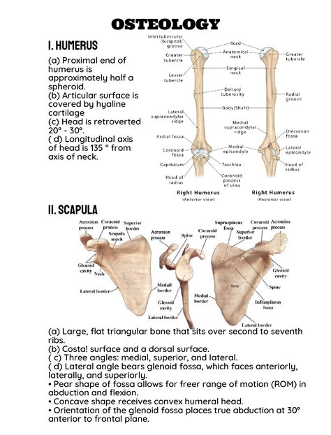 Solution Shoulder Anatomy And Biomechanics Studypool