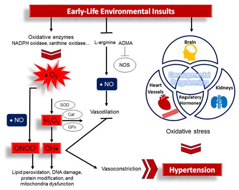 Antioxidants Free Full Text Oxidative Stress Induced Hypertension