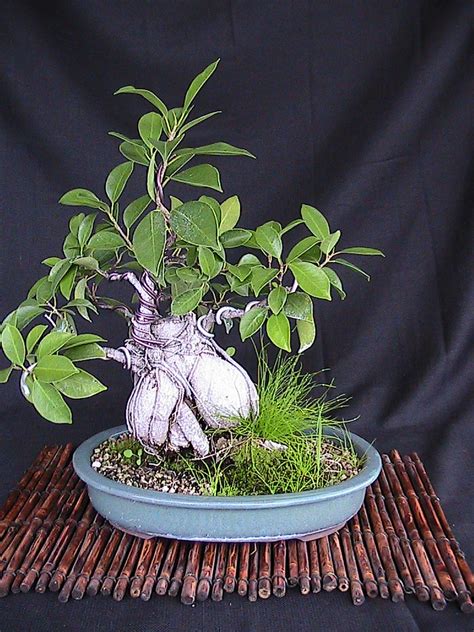 A Brief History of Bonsai | kuromatsubonsai.com