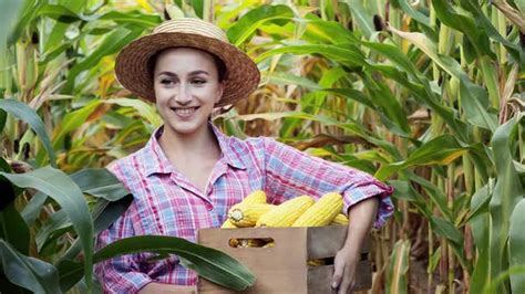 Farmer harvesting sweet corn cobs in corn field, Stock Footage | VideoHive