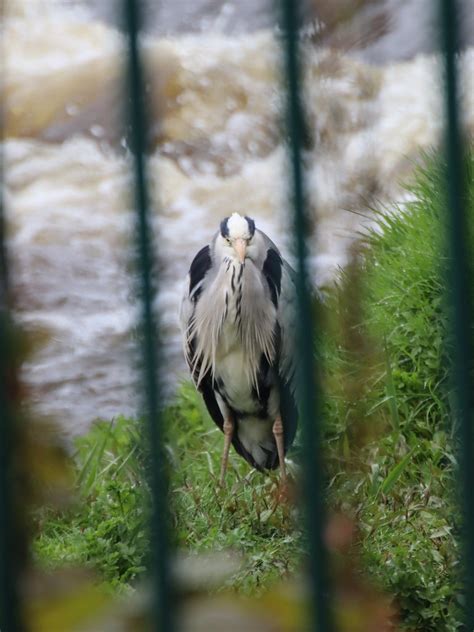 Grey Heron River Dee Weir In Chester Cheshire North West Flickr