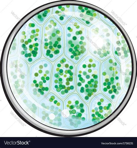 Plant And Animal Cells Under Microscope