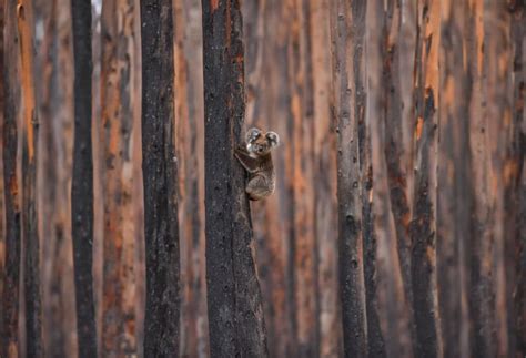 Beloved Symbol Of Australian Wildlife Koalas Officially Become