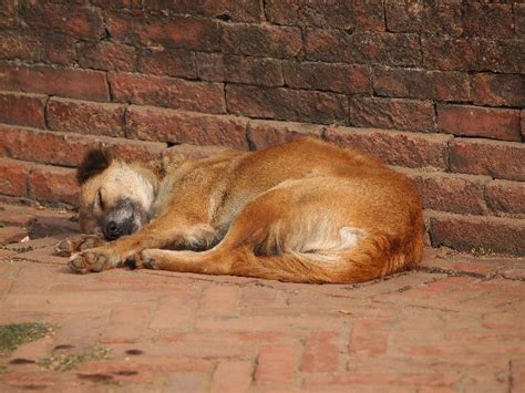 C Es Abandonados Saiba Como Ajudar Cachorrogato