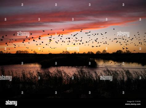 Spectacular sunset murmuration of starlings, thousands of birds shape ...