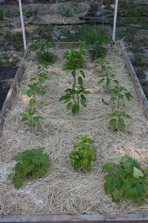 Tomato Plant Companions: Carrots, celery, cucumbers, onions, peppers Do
