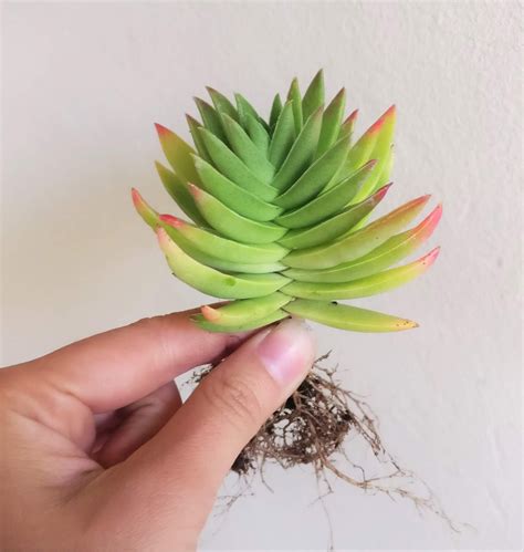 Crassula Red Pagoda Shark S Tooth Succulent Best Indoor Plant Cacti And Succulents