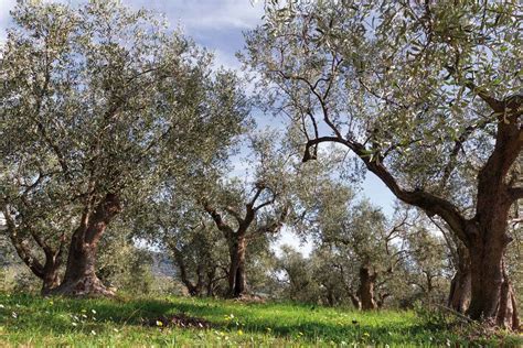 Camminata Tra Gli Olivi In Liguria Liguria Food