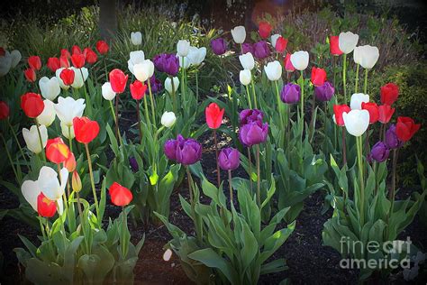 Tulips In Red White And Purple Photograph By Dora Sofia Caputo Pixels