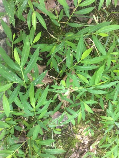 Pest Alert Japanese Stiltgrass N C Cooperative Extension