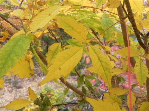 Photo Of The Fall Color Of Vine Leaved Maple Acer Cissifolium Posted