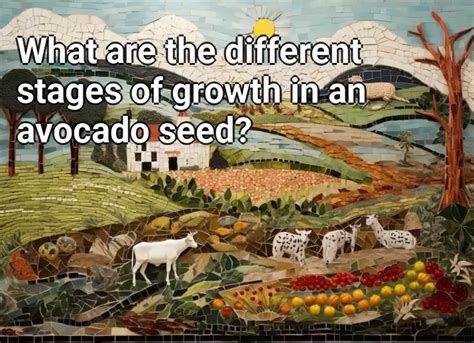 What are the different stages of growth in an avocado seed ...