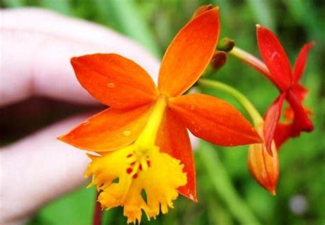 Caldo Intenso Lungo La Penisola I Fiori Tropicali Fanno Festa