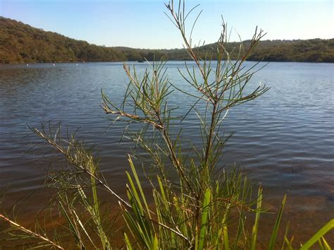 Wild About...: A "vision splendid" for Manly Creek