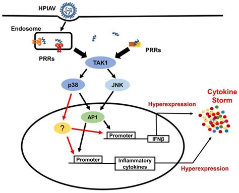 Microorganisms Free Full Text Regulation Of Host Immune Responses