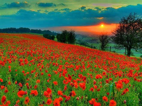 Carta da parati desktop HD Poppy Field: Widescreen: alta definizione ...