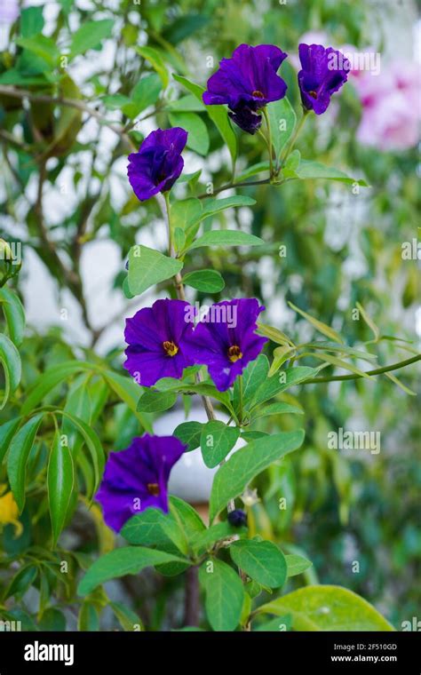 Blue Potato Bush Lycianthes Rantonnetii Blooming In May On The French