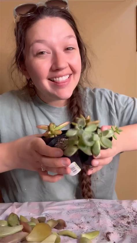 Propagating succulents from leaves on soil! Step one | Hanging plants ...