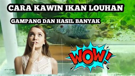 Cara Mengawinkan Ikan Louhan Dengan Gampang Youtube