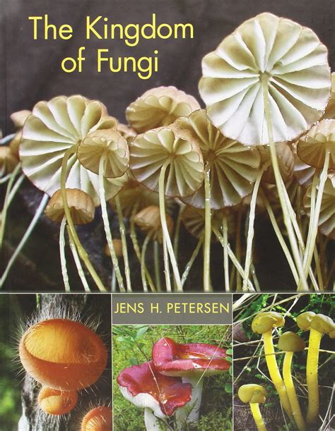 Fungi Kingdom Nature Kingdoms