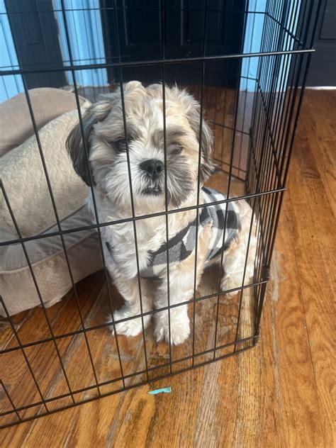 Shih Tzu Puppies For Sale Brooklyn NY 510177 Petzlover