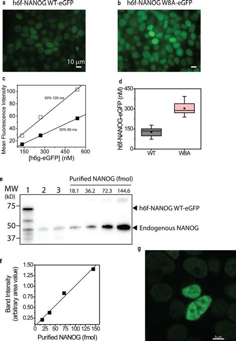 Quantitation Of Nanog Concentration In Hek 293t Stable Cell Line And H9