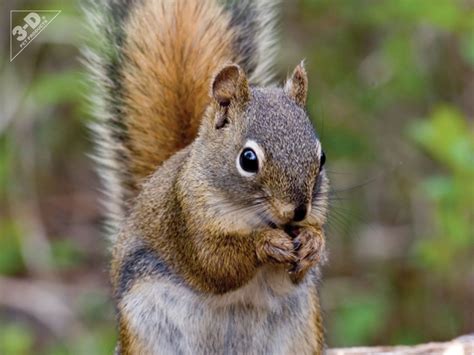 Gray Squirrel - 3D® Pet Products3D® Pet Products