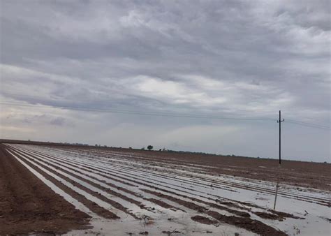 Cultivos de frijol serán afectados pero serán más los beneficios que